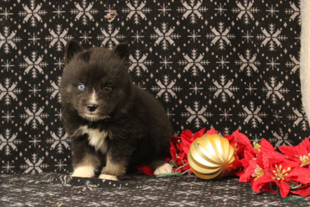 Pomsky dogs for sale: Vincent - Ad 2