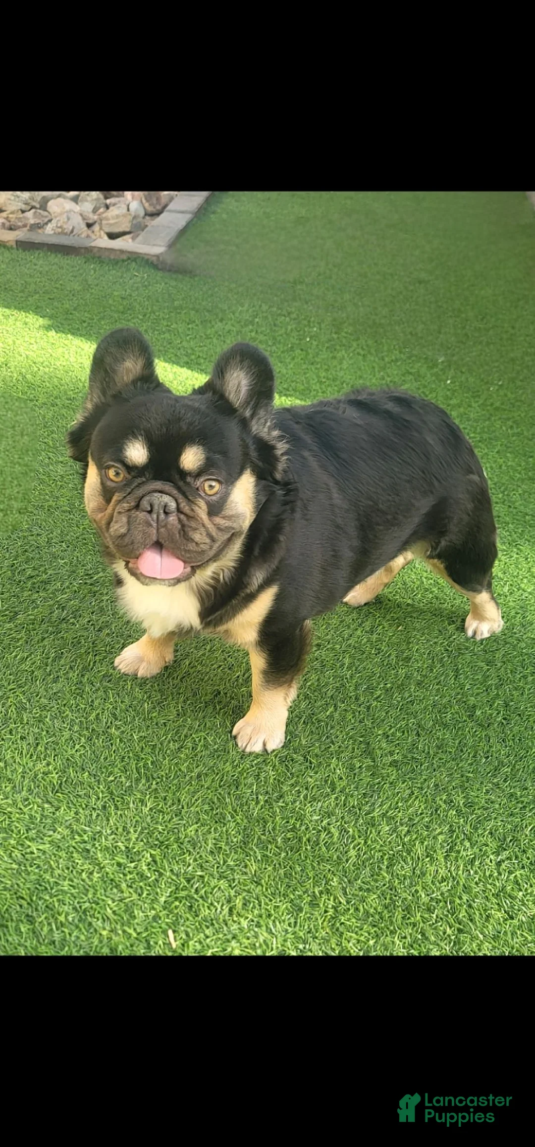 French Bulldog dogs for stud: Grizzly  - Ad 3