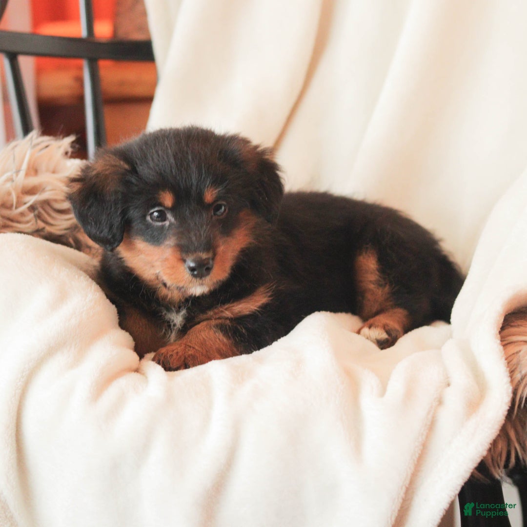 Mixed Breed dogs for sale: Nerfie - Ad 4