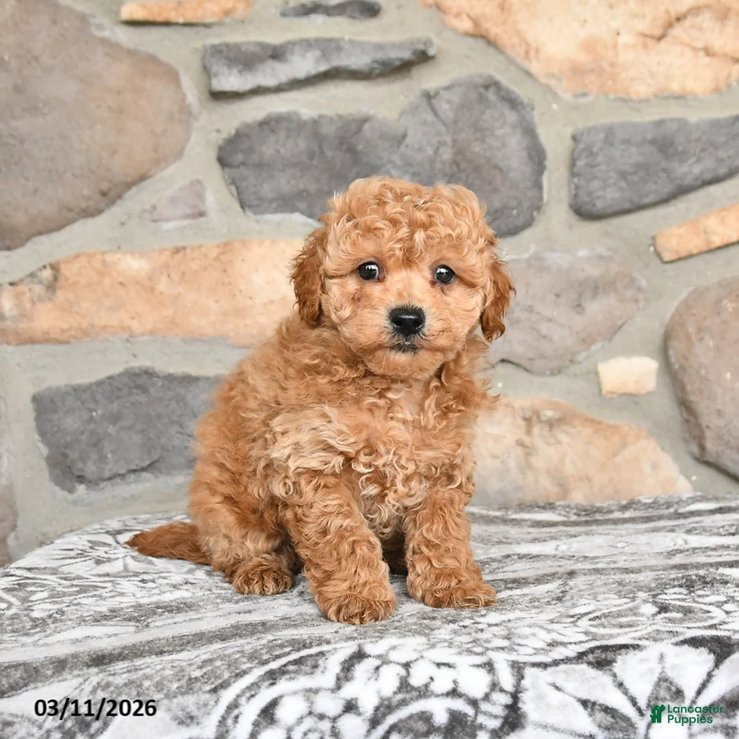 Miniature Poodle dogs for sale: Bingo - Ad 1