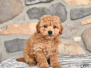 Miniature Poodle dogs for sale: Bingo - Ad 3