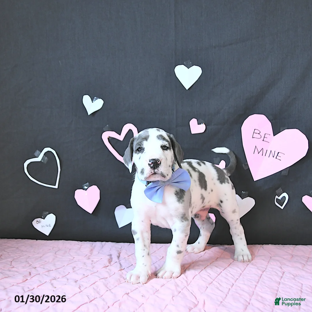 Great Dane dogs for sale: Charles - Ad 1