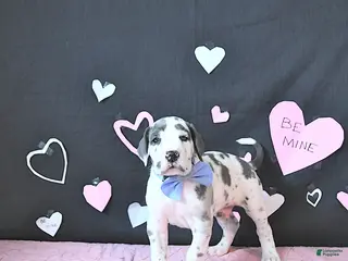 Great Dane dogs Charles - Ad 5
