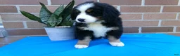 Bernese Mountain Dog dogs for sale: Tea Cup - Ad 10