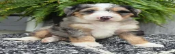 Mini Bernedoodle dogs for sale: Mini Zues - Ad 18