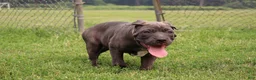 Cane Corso dogs for sale: Mr. Miyagi  - Ad 16