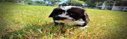 Havapoo dogs for sale: Kibbles - Ad 7