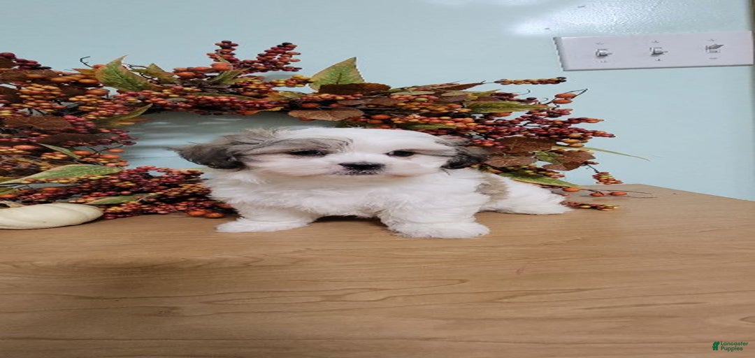 Gallery Image {{count}}