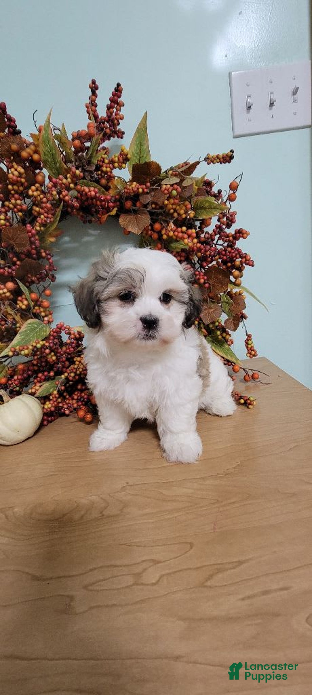 Gallery Image {{count}}