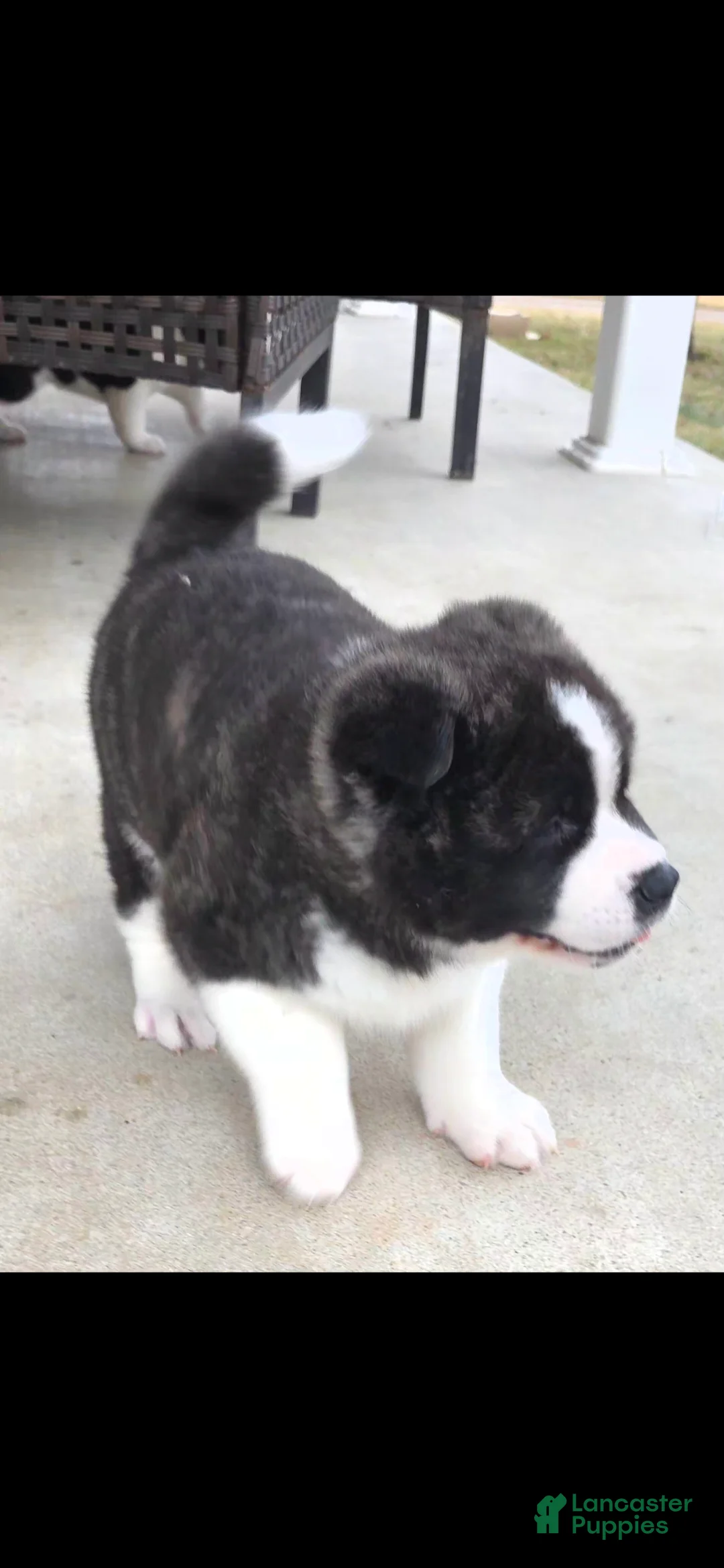 Akita dogs for sale: AKC Lucky - Ad 2