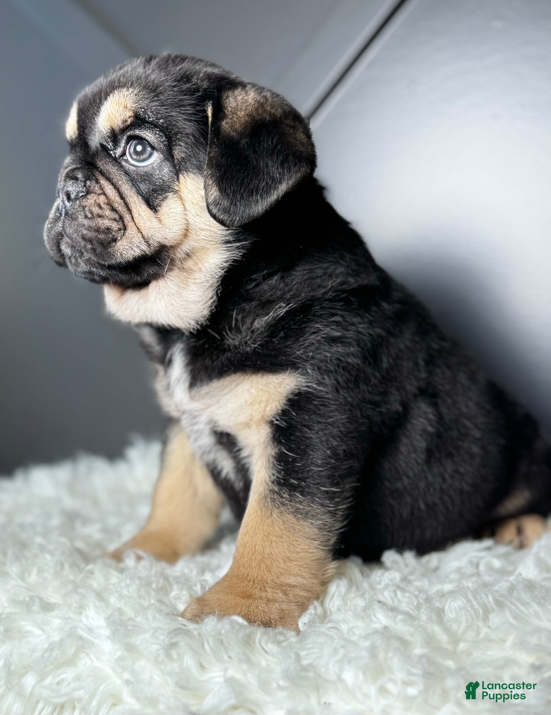 Mixed Breed dogs for sale: Hazel  - Ad 4