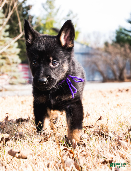 German Shepherd dogs Dobe - Ad 30
