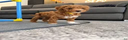Mini Goldendoodle dogs for sale: Churro - Ad 3