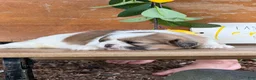 Shih Tzu dogs for sale: Quigley Shih Tzu  - Ad 13