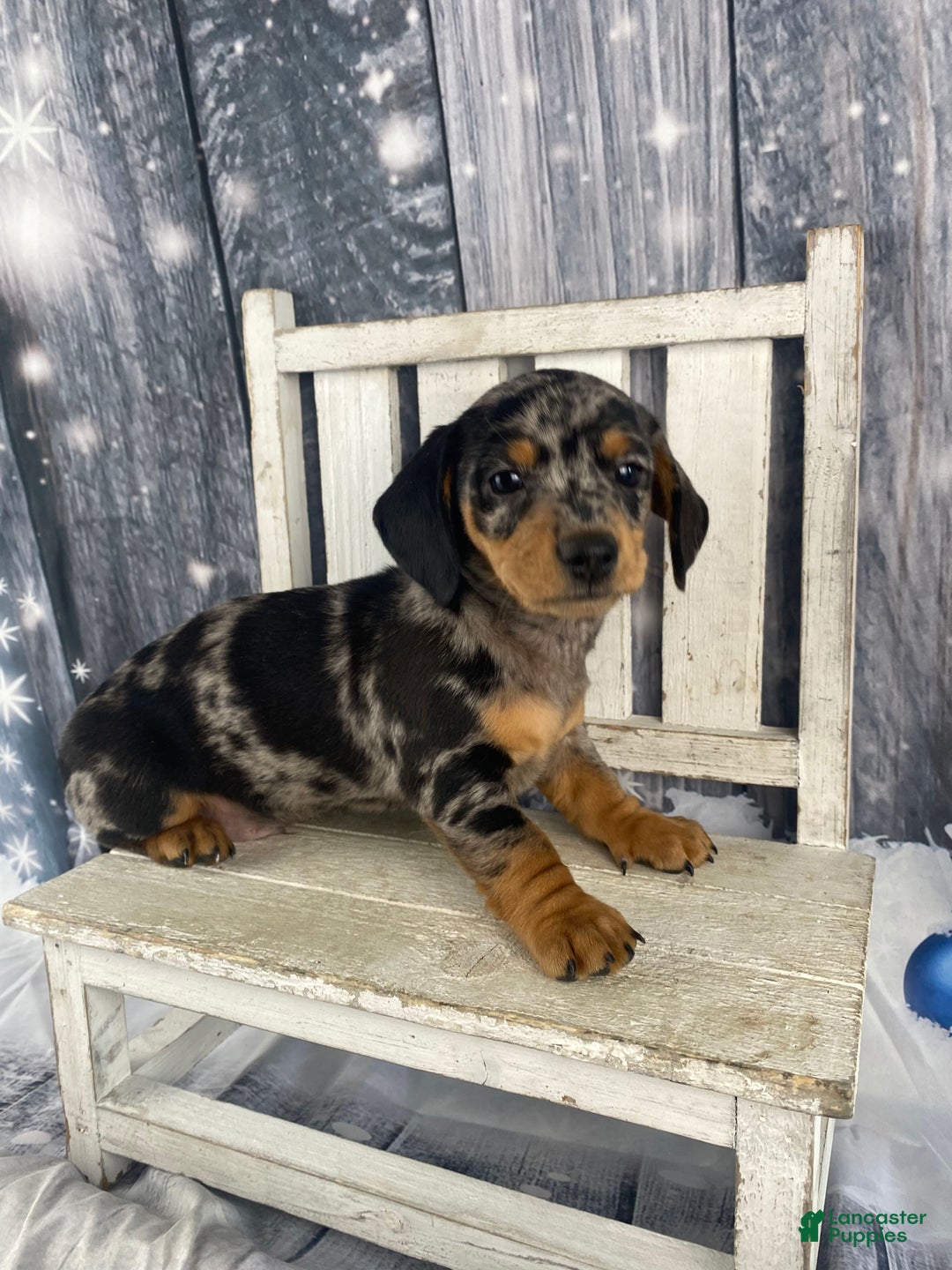 Miniature Dachshund dogs for sale: Teddy - Ad 3