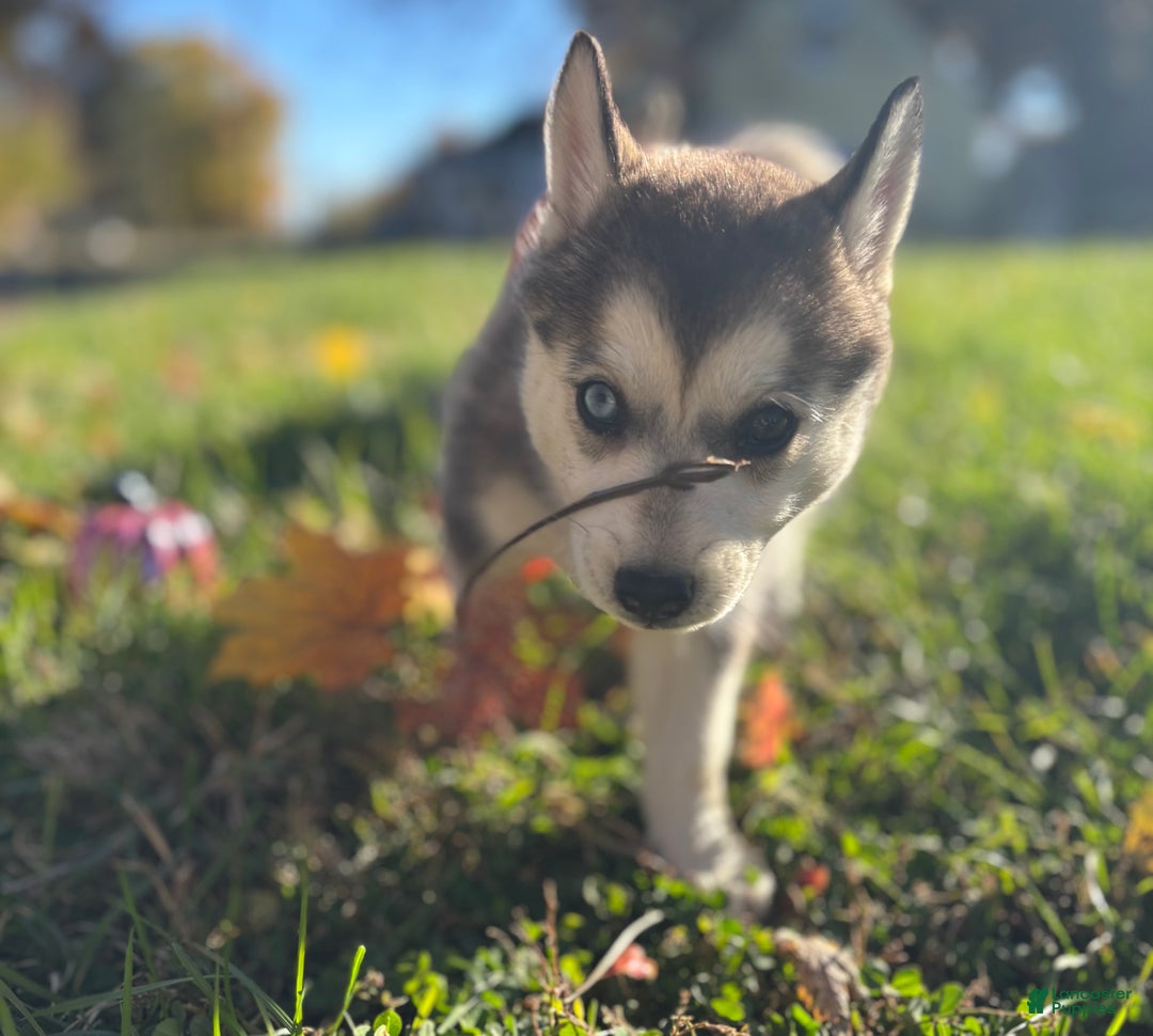 Pomsky dogs for sale: Sophie - Ad 7