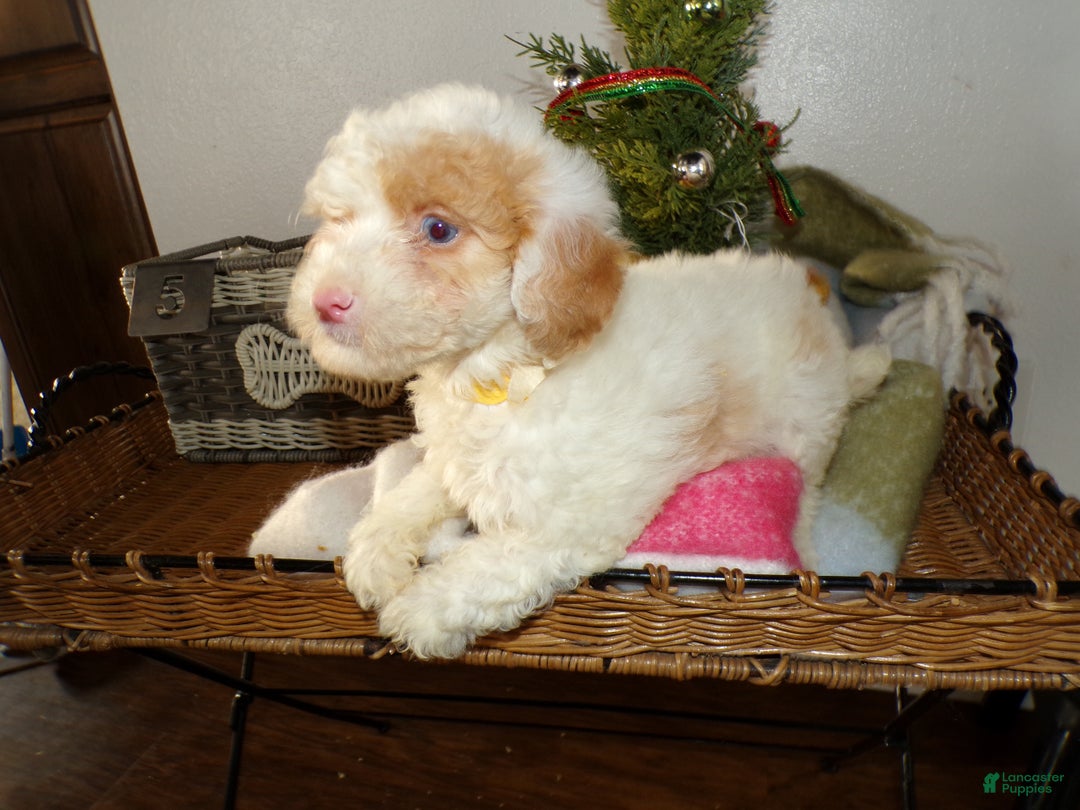 Toy Poodle dogs for sale: Toy Poodle Puppy 5 Dora - Ad 3