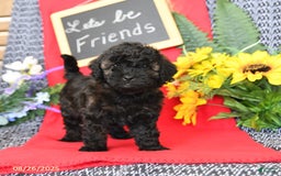 Mini Goldendoodle dogs for sale: Coconut - Image 19