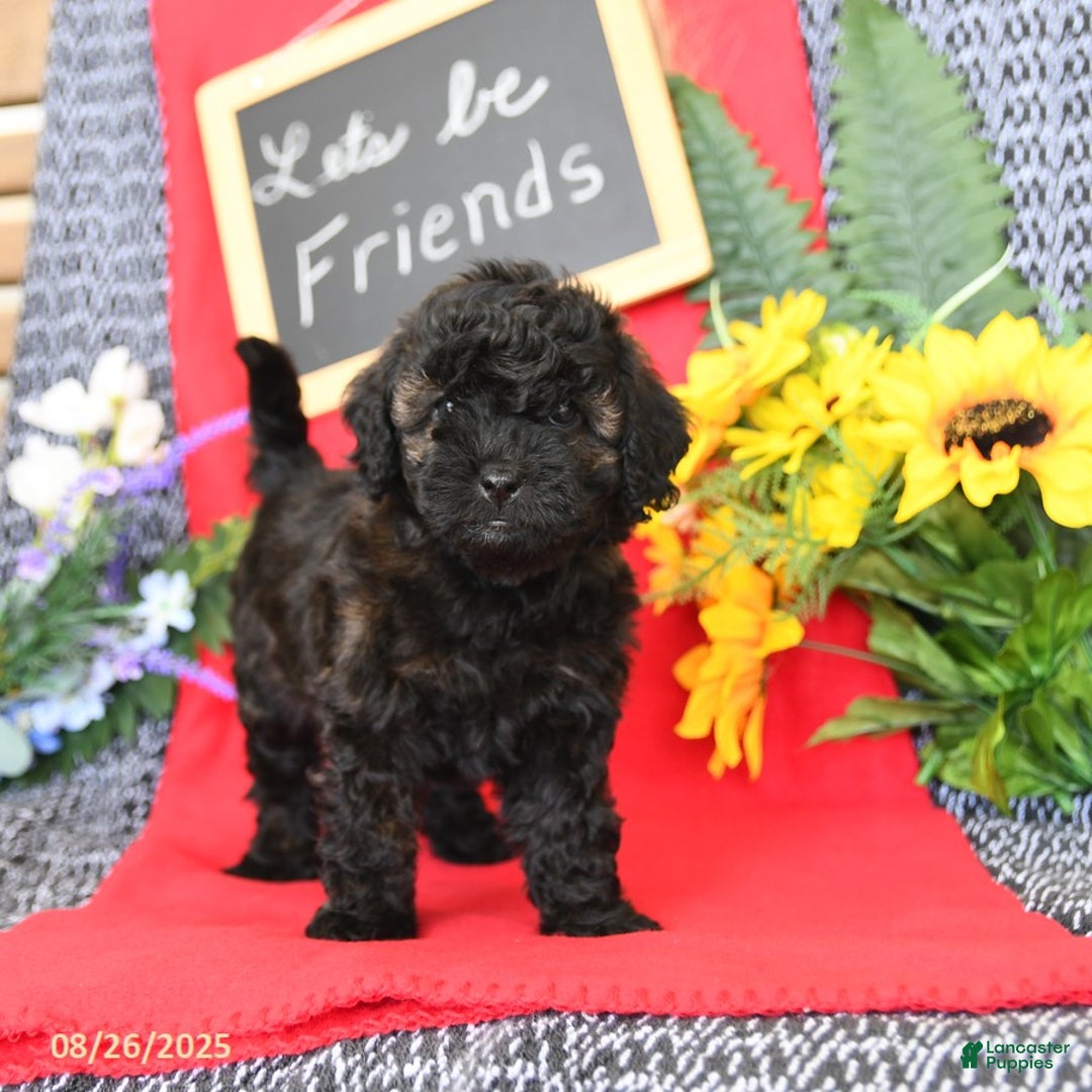 Mini Goldendoodle dogs for sale: Coconut - Image 19