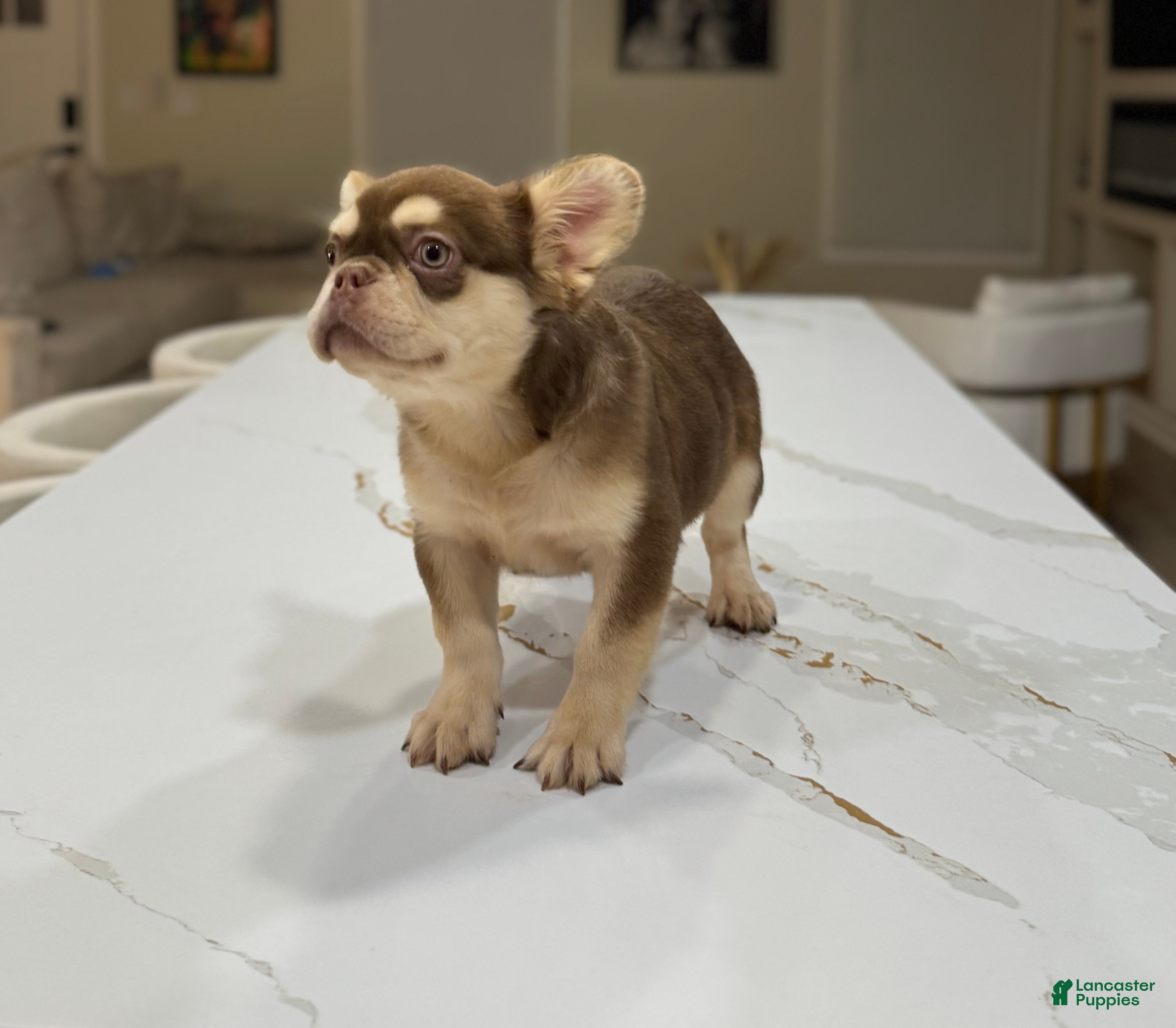 French Bulldog dogs French Bulldog  - Ad 2