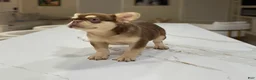 French Bulldog dogs for sale: French Bulldog  - Ad 2