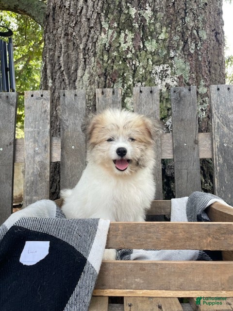 Mixed Breed dogs Livia - Ad 1