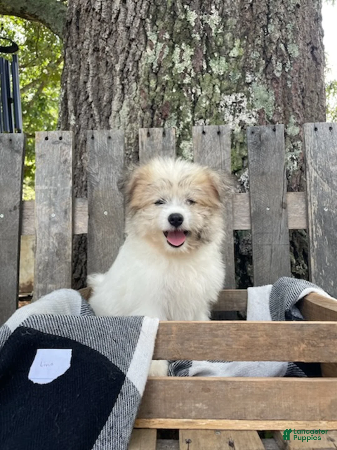 Mixed Breed dogs for sale: Livia - Ad 1