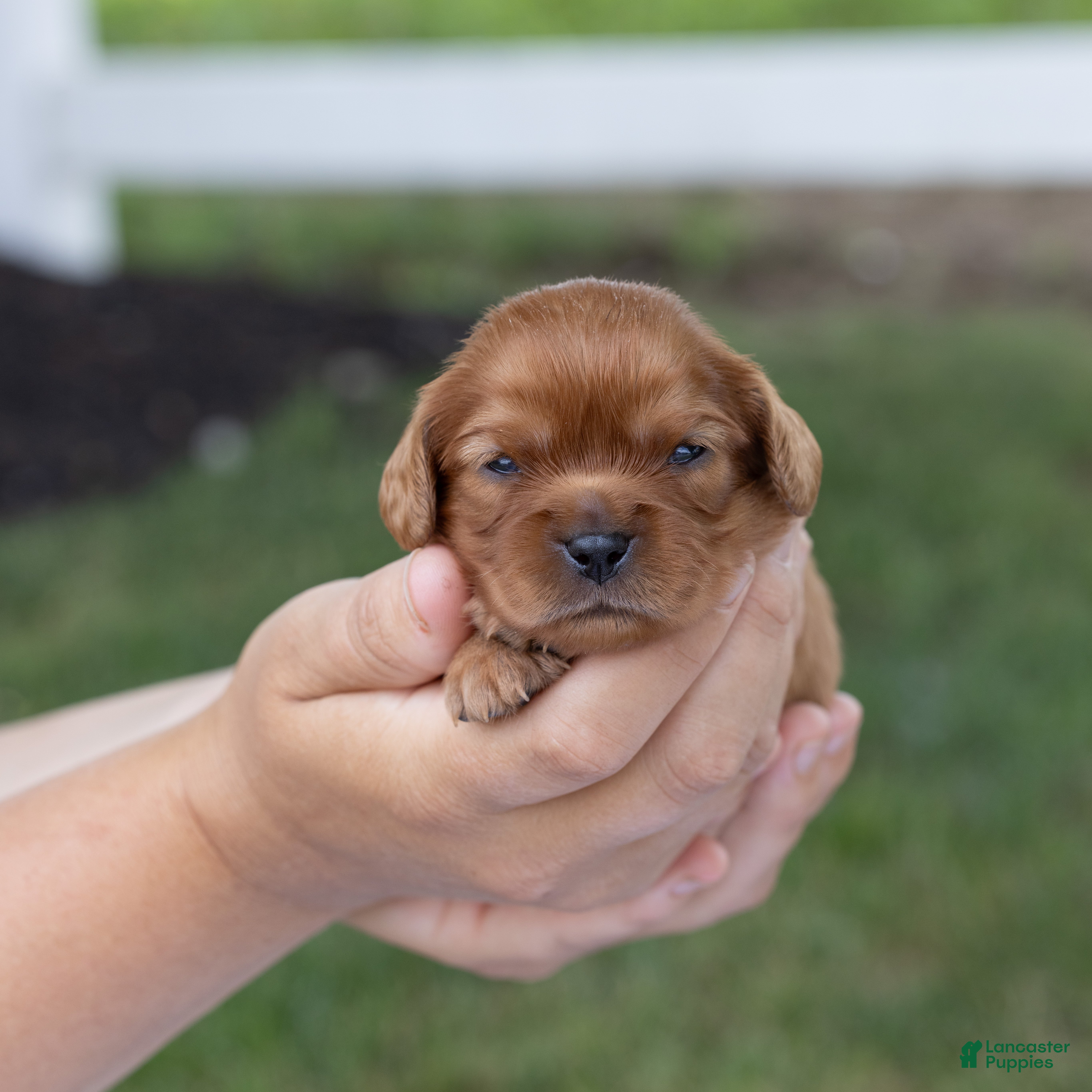 Cavalier King Charles Spaniel dogs Porky - Ad 1