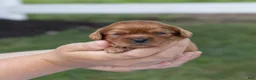 Cavalier King Charles Spaniel dogs for sale: Porky - Ad 1
