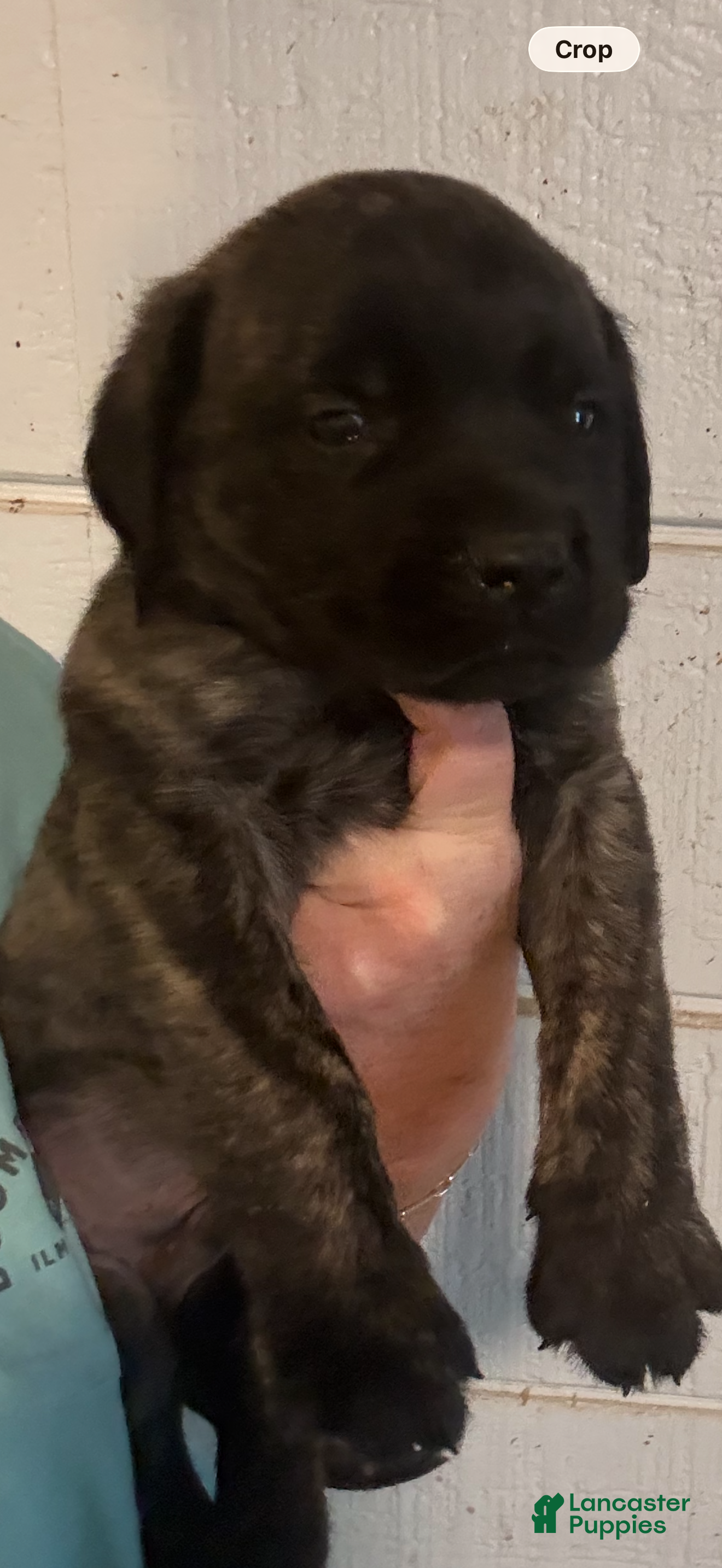 English Mastiff dogs English Mastiff Puppy 3 - Ad 1