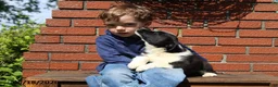Mixed Breed dogs for sale: Corbin - Ad 3