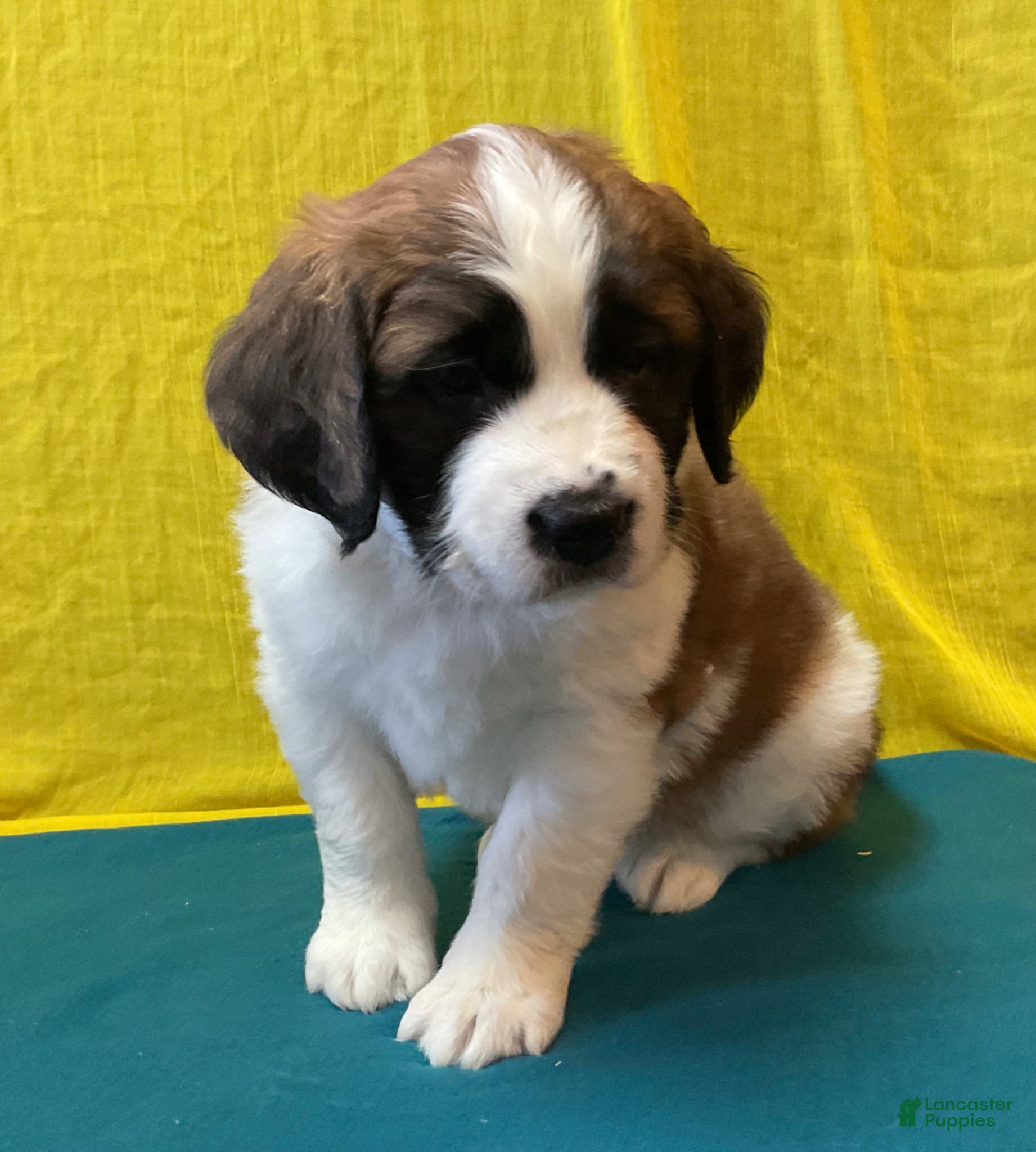 Saint Bernard dogs Saint Bernard Puppy 6 - Ad 2