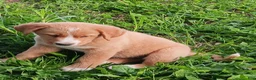 Mixed Breed dogs for sale: Daffy - Ad 15