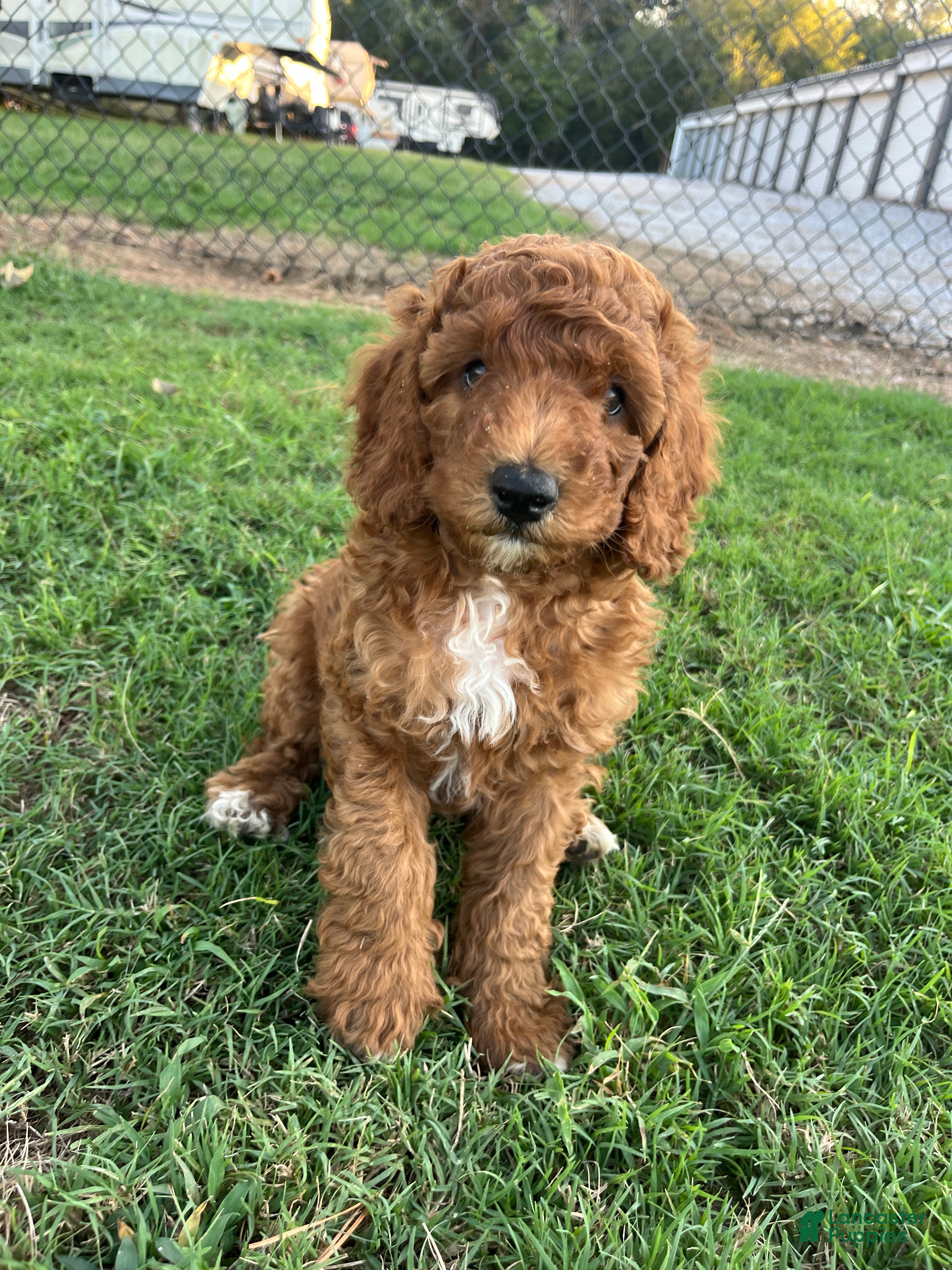 Goldendoodle dogs Robbie Medium-sized F1BB - Ad 1