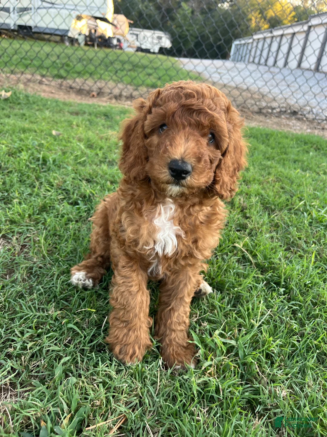 Goldendoodle dogs for sale: Robbie Medium-sized F1BB - Ad 1