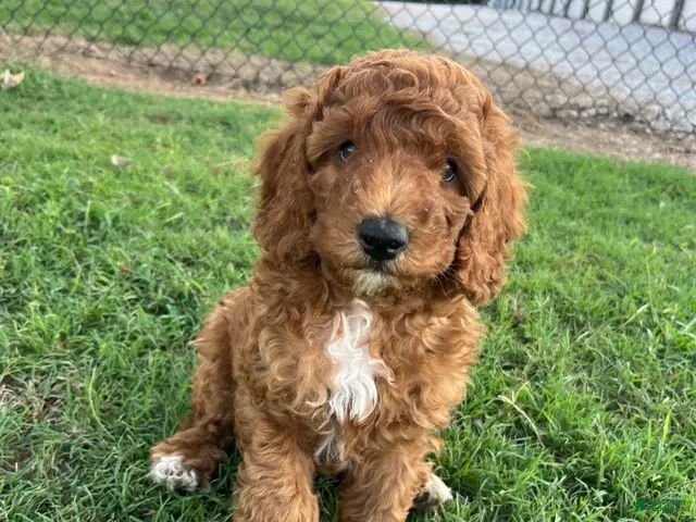 Goldendoodle dogs Robbie Medium-sized F1BB - Ad 1