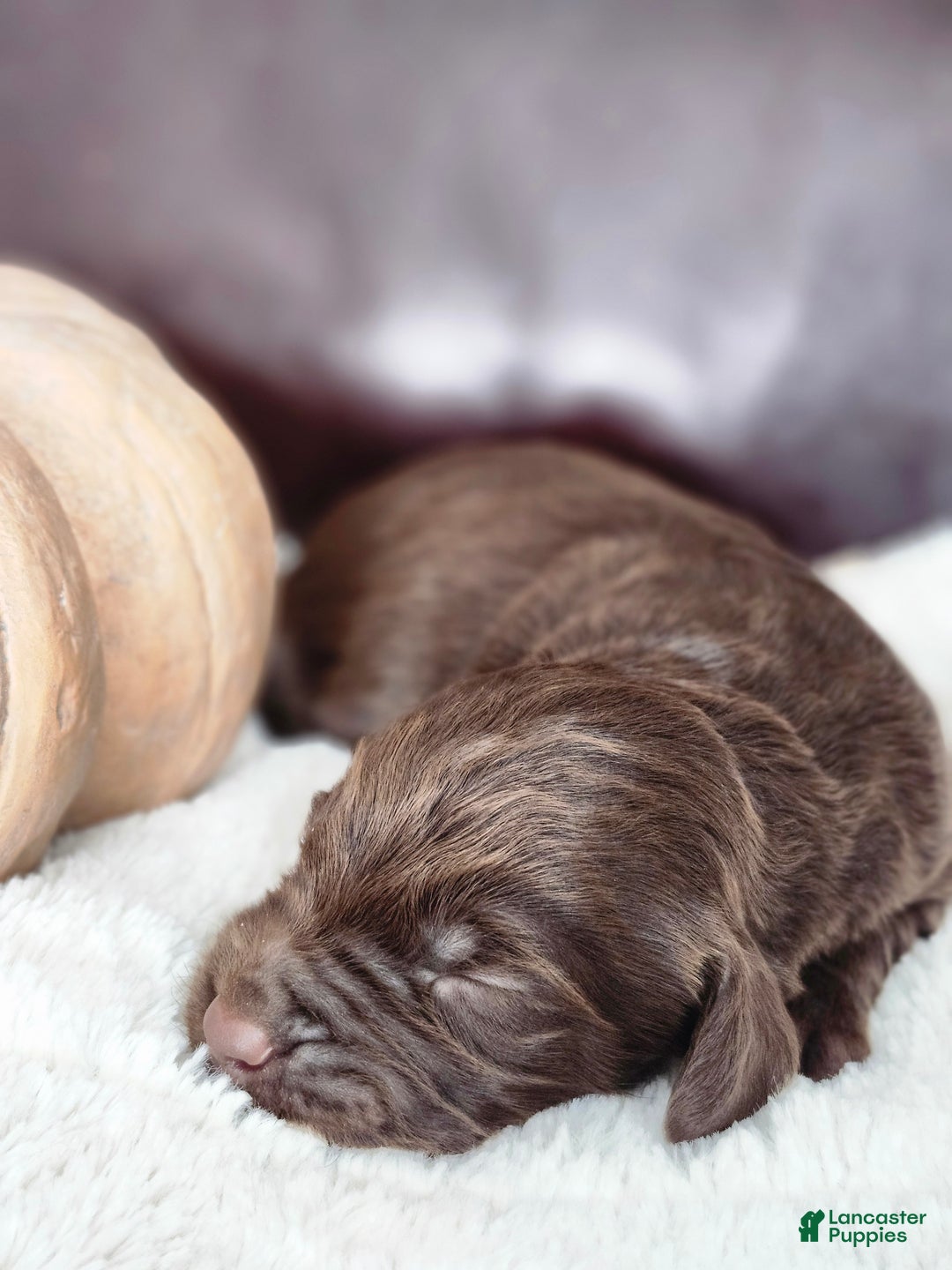 Labradoodle dogs for sale: Cane - Ad 2