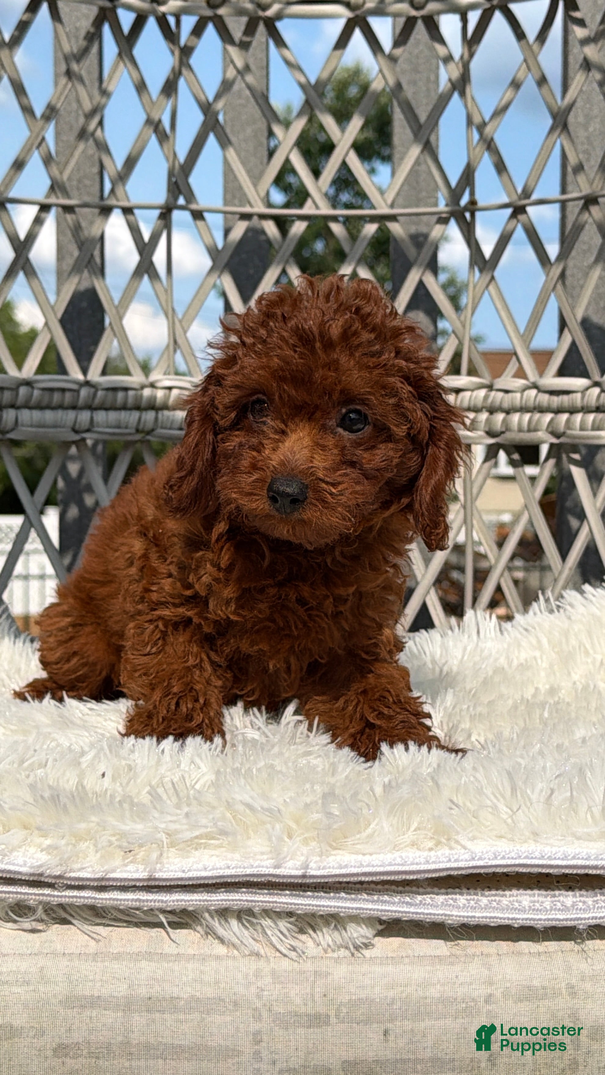 Toy Poodle dogs Male toy poodle  - Ad 2