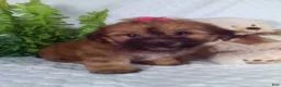 Yochon dogs for sale: Ginger  - Ad 5