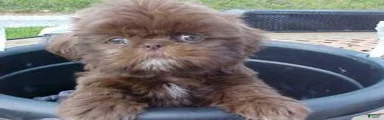 Shih Tzu 2 Luna 