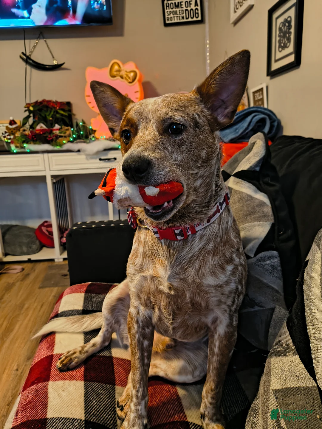 Australian Cattle Dog dogs for stud: STUD SERVICE $500 - Ad 10