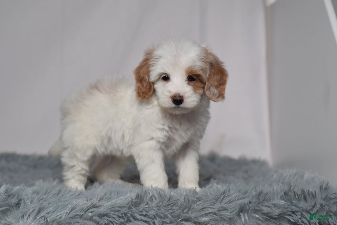 Mini Goldendoodle dogs for sale: Ms. Oakley - Ad 2