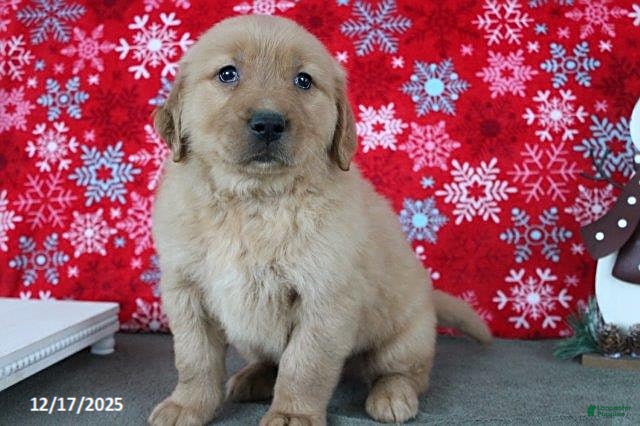 Golden Retriever dogs Blizzard - Ad 36