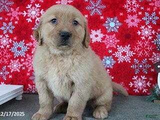 Golden Retriever dogs Blizzard - Ad 38