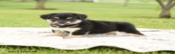 Mixed Breed dogs for sale: Noble - Ad 4