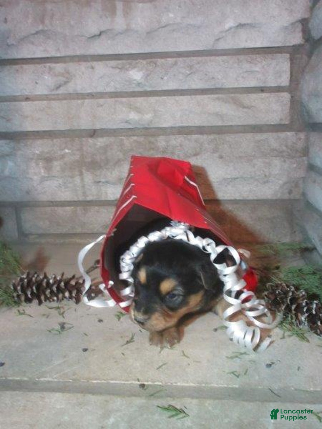 Mixed Breed dogs for sale: Aspen - Ad 4