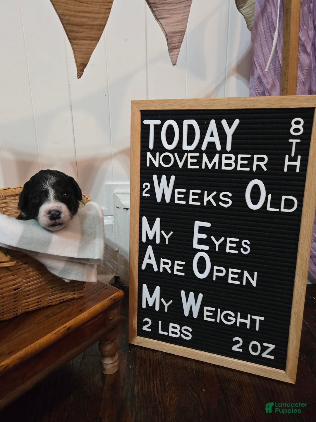 Mixed Breed dogs for sale: Adi - Ad 8