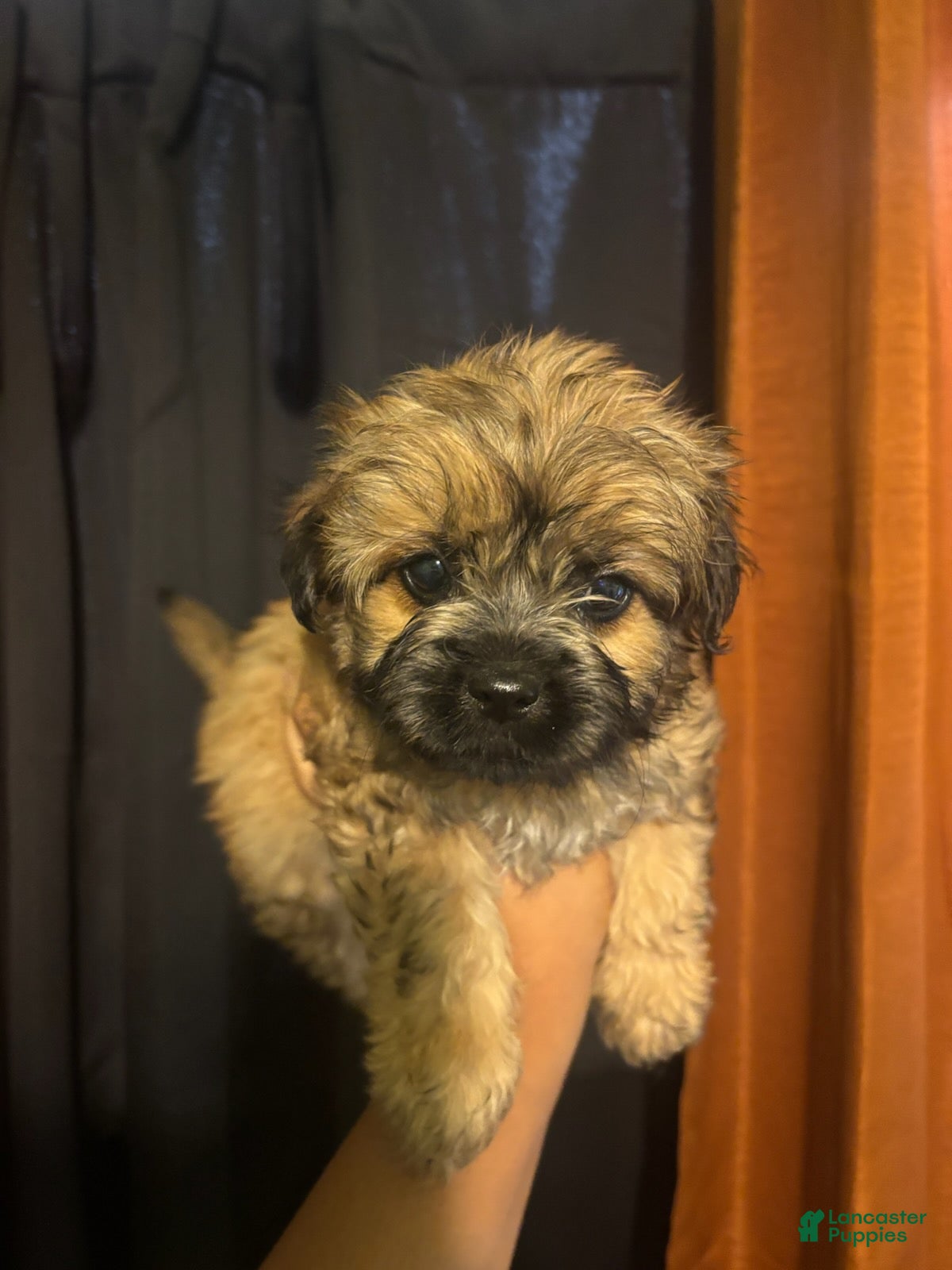 Yorkiepoo dogs Kirby - Ad 2