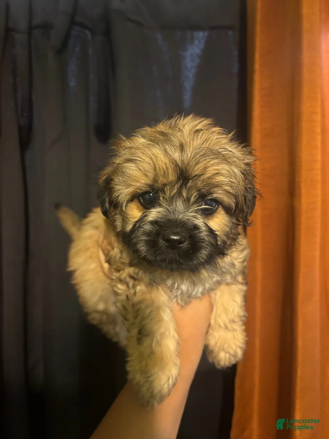 Yorkiepoo dogs for sale: Kirby - Ad 2
