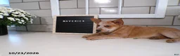 Australian Cattle Dog dogs for sale: Maverick - Ad 3